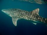 Djibouti - Whale Shark - 10